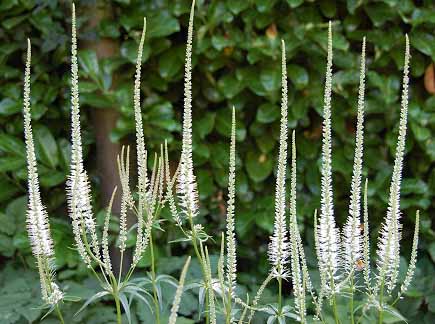 CulversRoot Veronicastrum virginicum