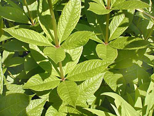 Culvers Root leaves
