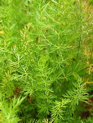 Cumin leaves