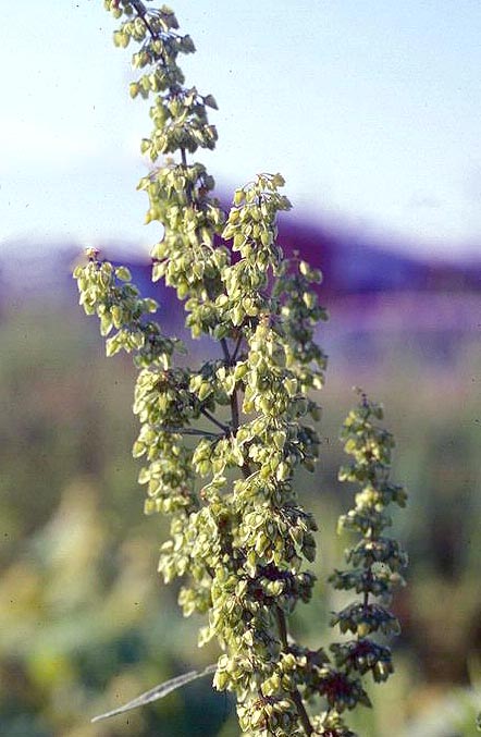 Yellow Dock flowers