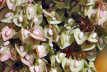Yellow Dock flowers close