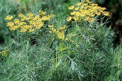 Dill Anethum graveolens