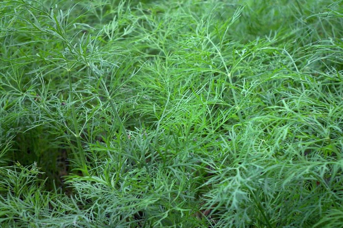 Dillweed foliage
