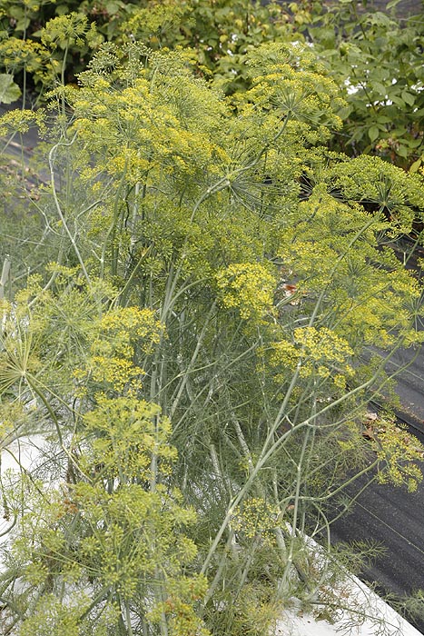 Dill in our field