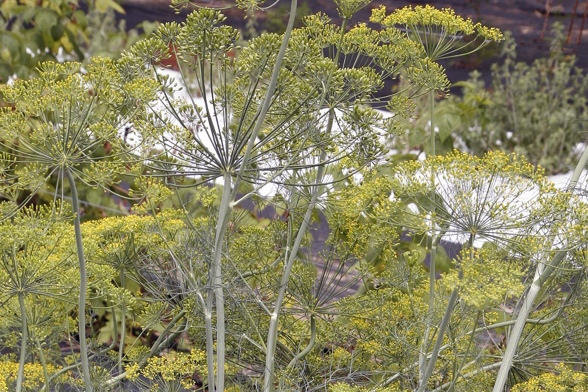 Dill flowers and seed