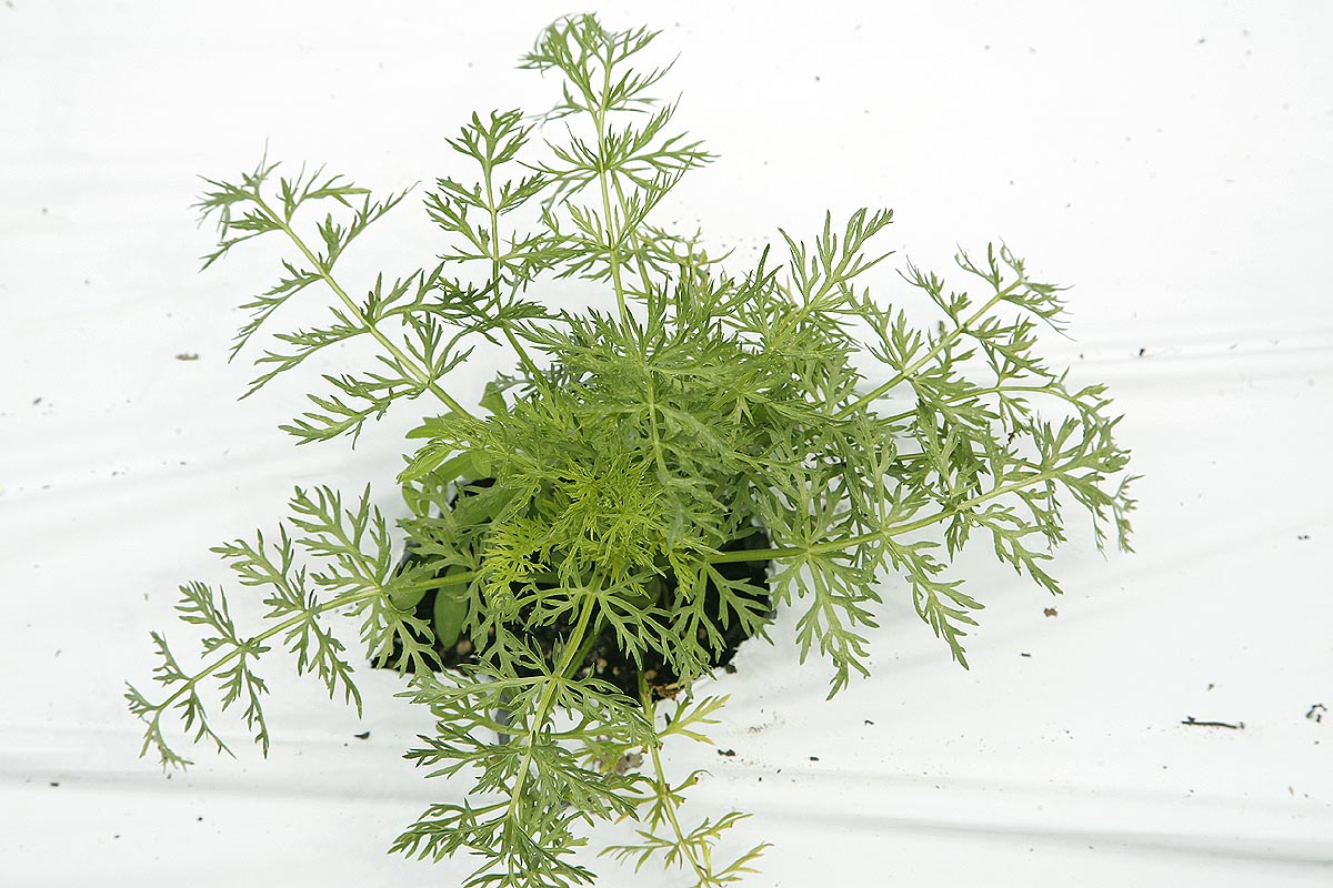 Dill seedling in row