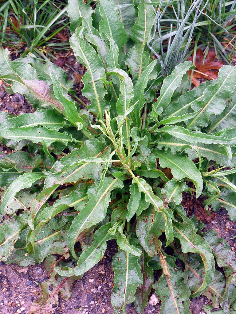 Yellow or Curly dock base leaves
