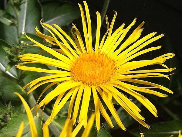 Elecampane Inula helenium