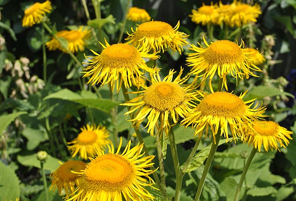 Elecampane (Inula helenium) flowers
