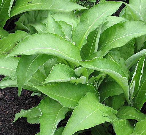 Elecampane leaves