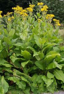 Elecampane plants
