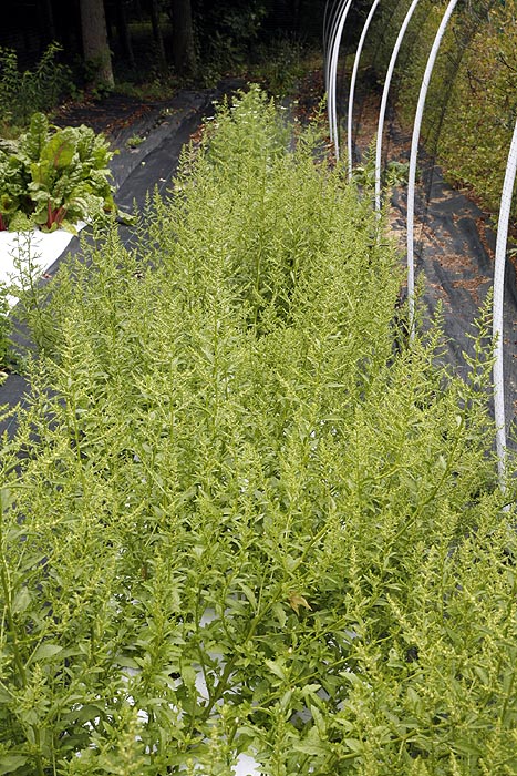 Epazote growing in our field