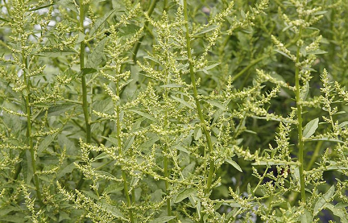 Chenopodium ambrosioides plant
