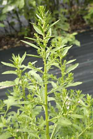 tea plant seed