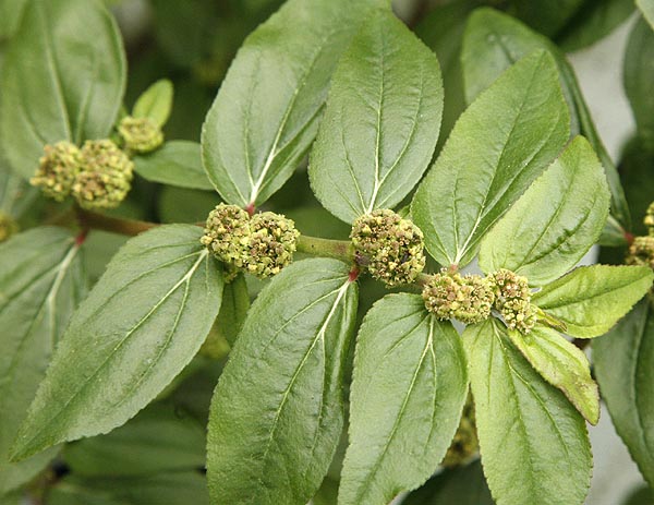 Asthma Herb Euphorbia hirta