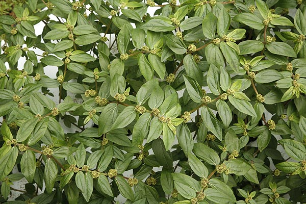 Asthma Herb Euphorbia hirta