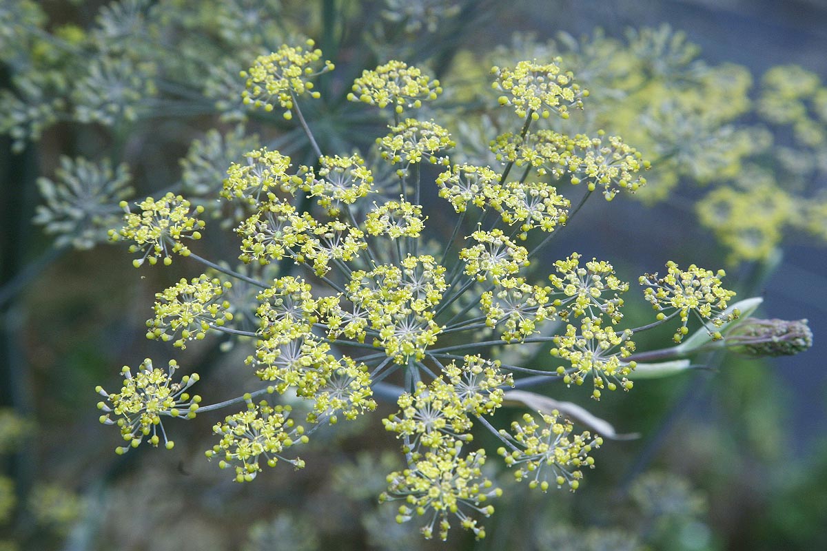 Fennel Flowers close