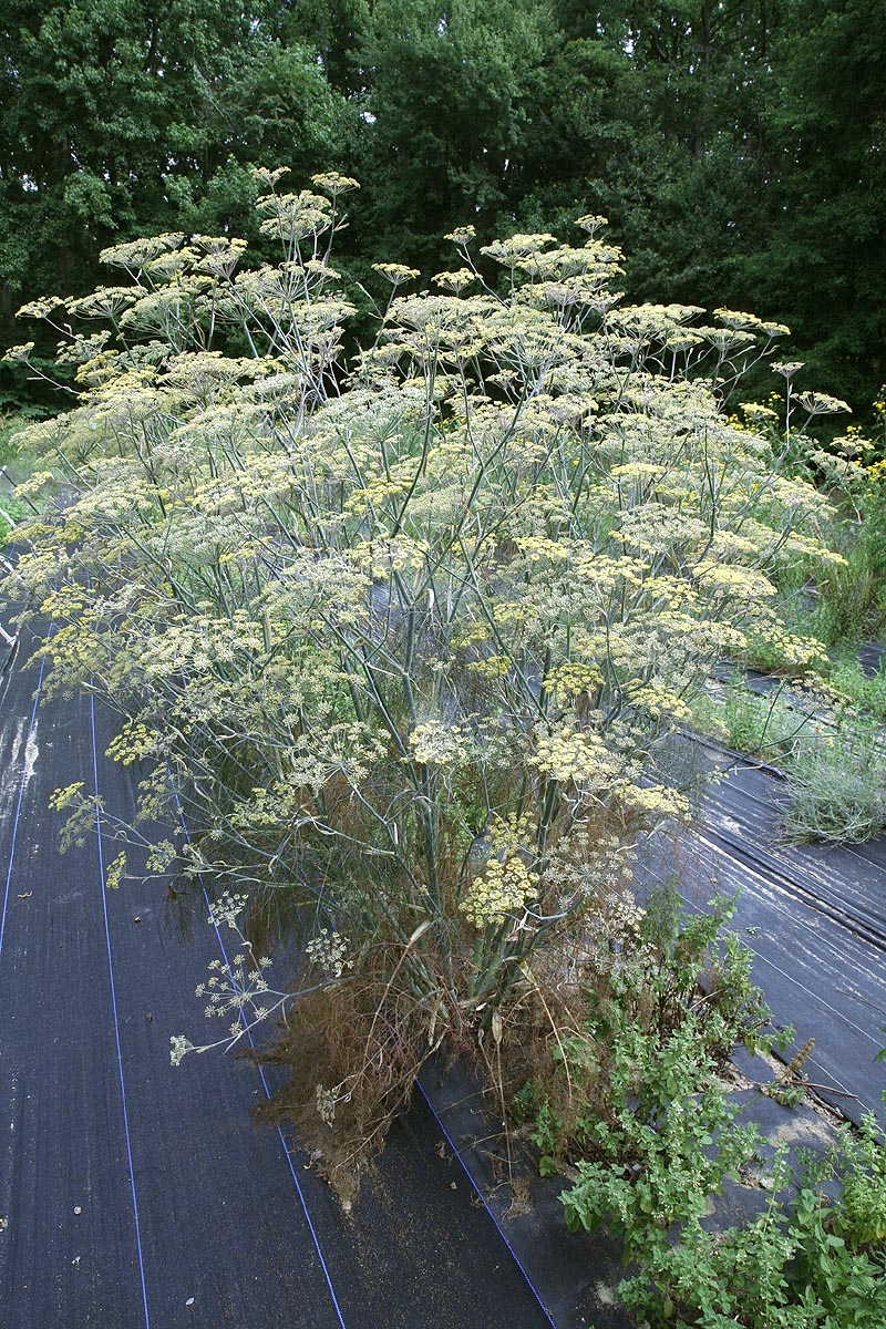 Fennel, Bronze & Green Foeniculum vulgare