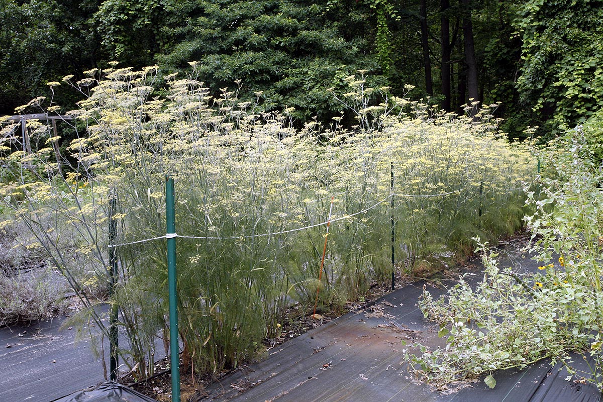 Fennel Growing in our Field