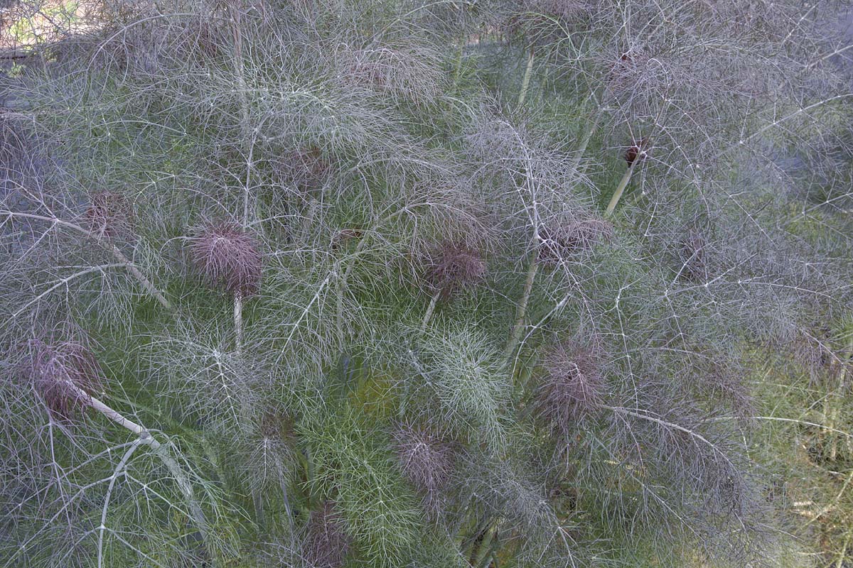 Young fennel foliage bronze green