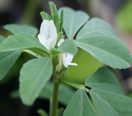Fenugreek flower