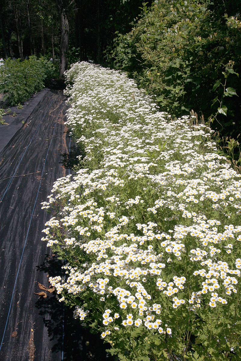 Feverfew flowering row in our field
