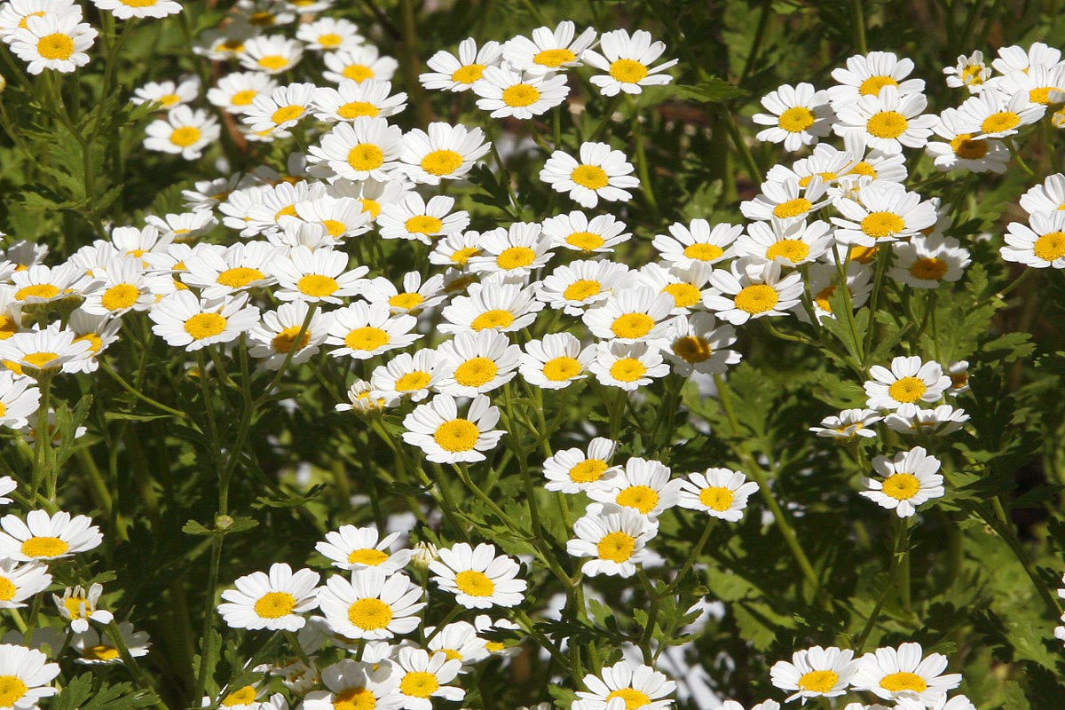 Feverfew Tanacetum parthenium