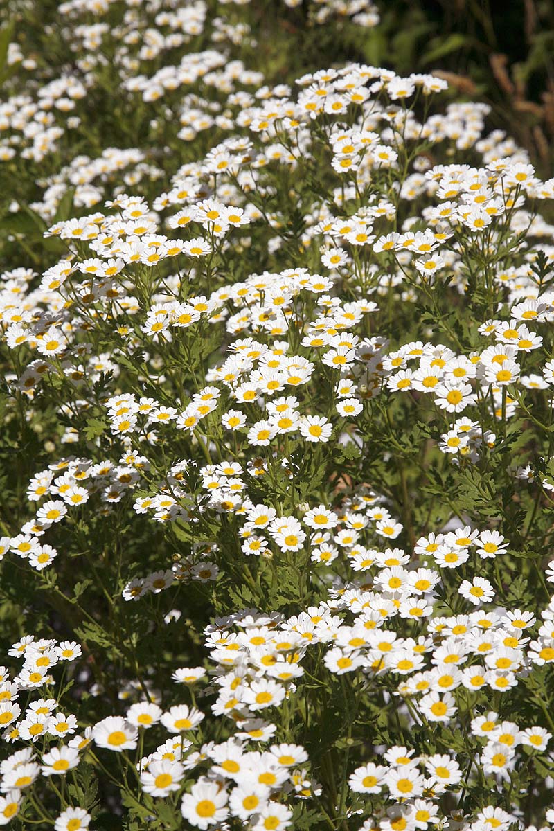 feverfew flowers plants