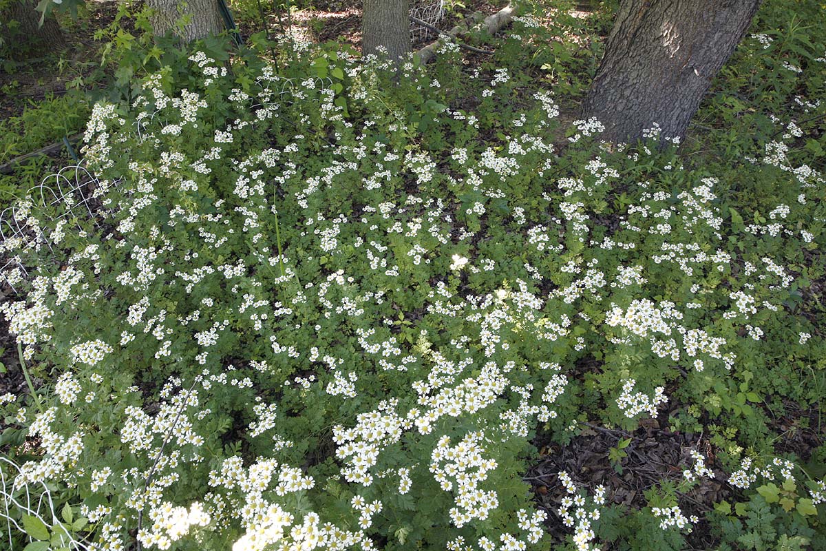 feverfew flowers under tree