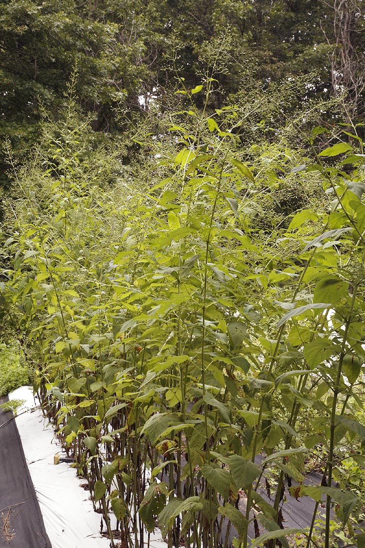 Late Figwort in field second year