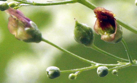 Late Figwort Scrophularia marilandica