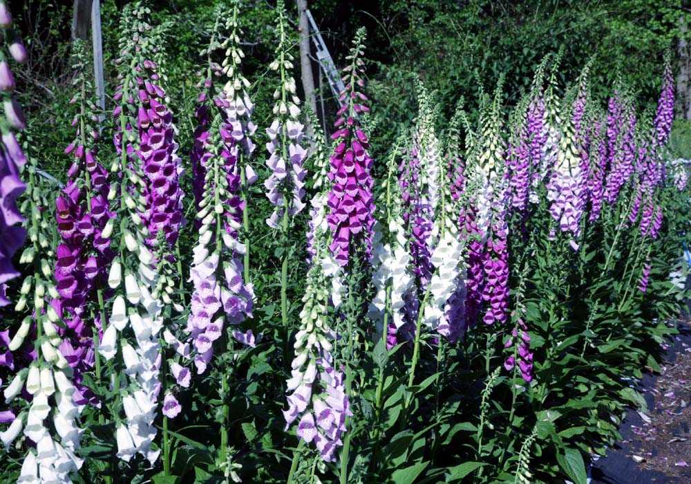 Foxgloves in our field