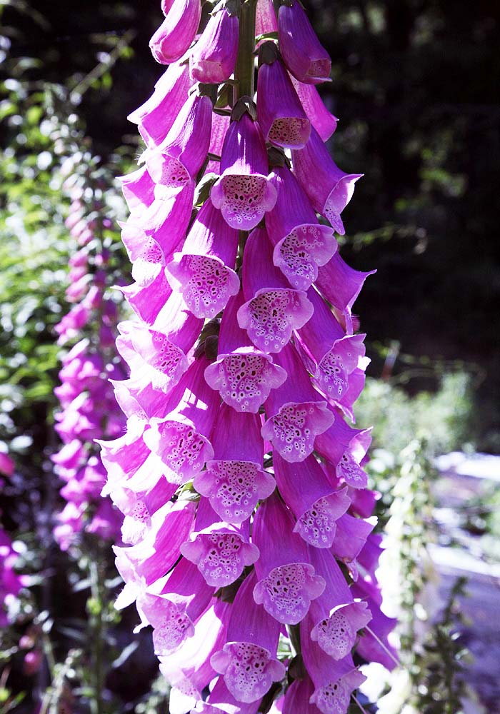 Foxglove flower close