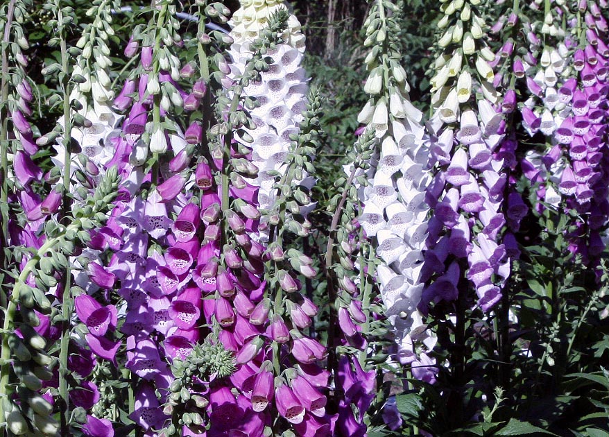 Foxglove Digitalis purpurea