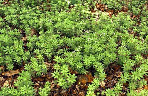 Sweet Woodruff Galium odoratum