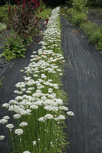 Garlic chives in our field