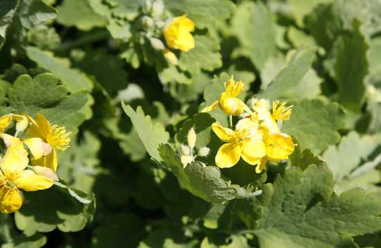 Celandine - Greater Chelidonium majus