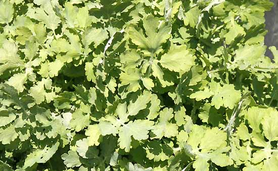 Chelidonium majus/ celendine leaves