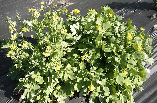 Greater Celendine plant in our field