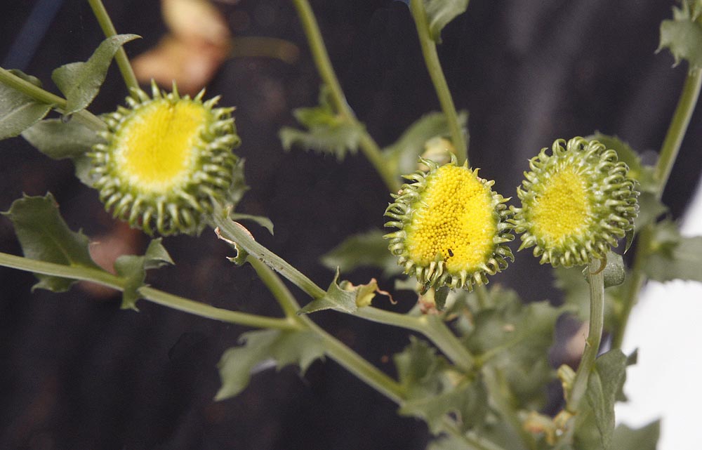 Gumweed buds
