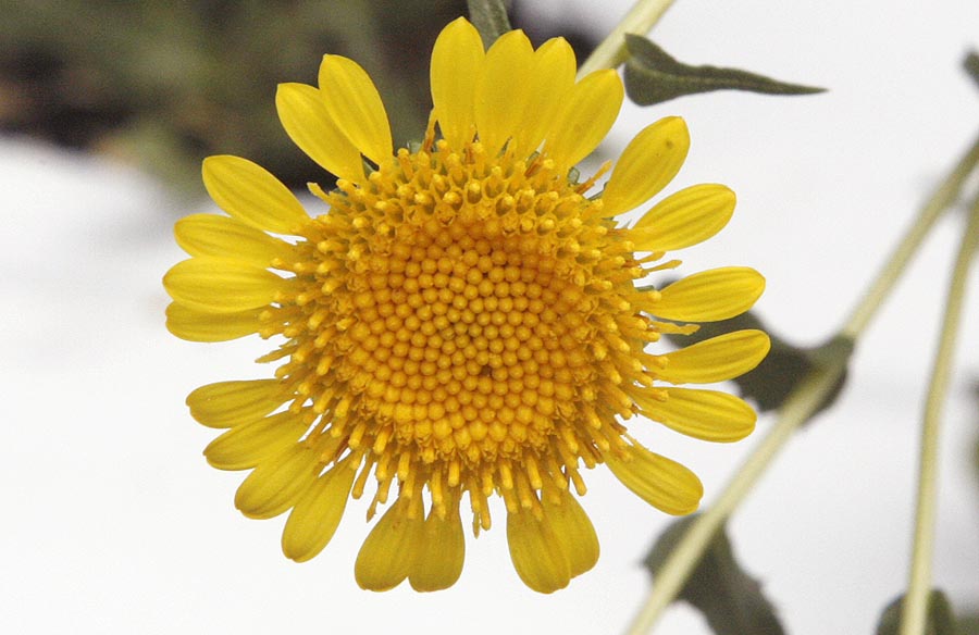 Great Valley Gumweed Grindelia camporum