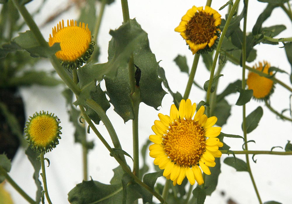 Gumweed flowers group