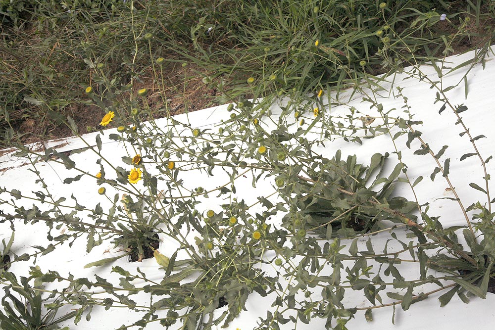 Gumweed plants in field
