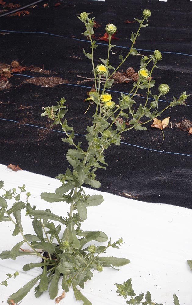 Gumweed plant in field