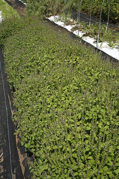 Holy Basil in field