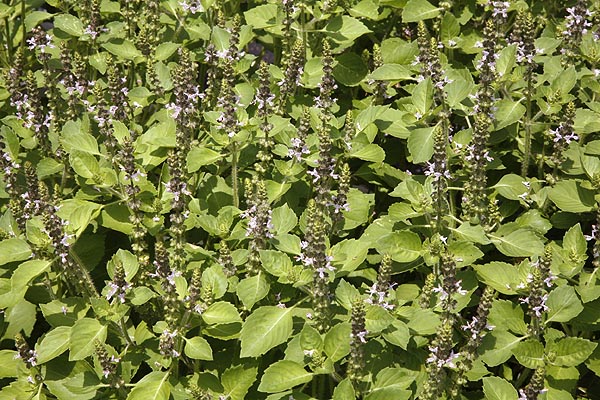 Holy Basil flowering
