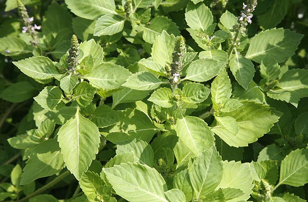 Basil Holy ocimum sanctum/ ocimum tenuiflorum