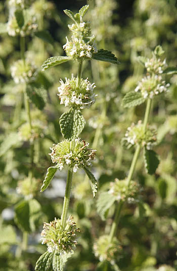 Horehound flower