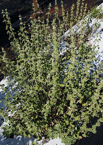 Horehound plant flowering