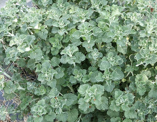 Horehound, White Marrubium Vulgare